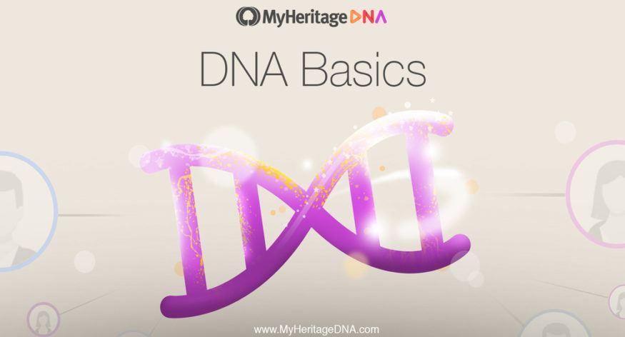 DNA Basics 2. afsnit: DNA’ets struktur